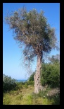 Corfu - Notos Beach -23-06-2025 - Bogdan Balaban